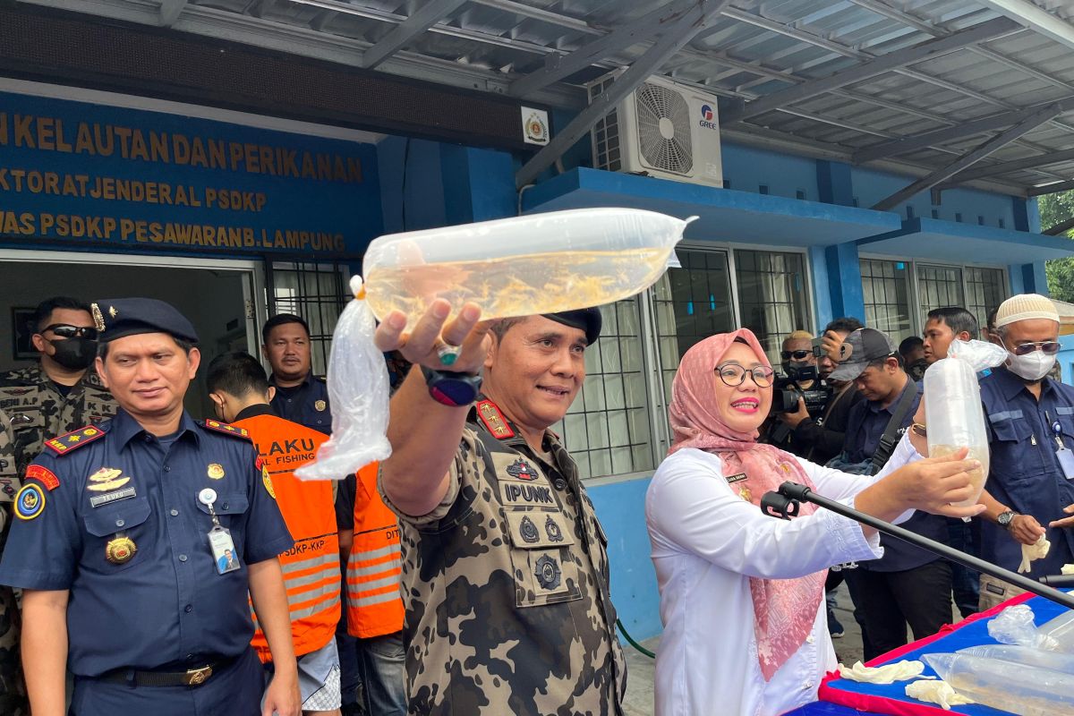 KKP gagalkan penyelundupan 52 ribu benih lobster di Lampung