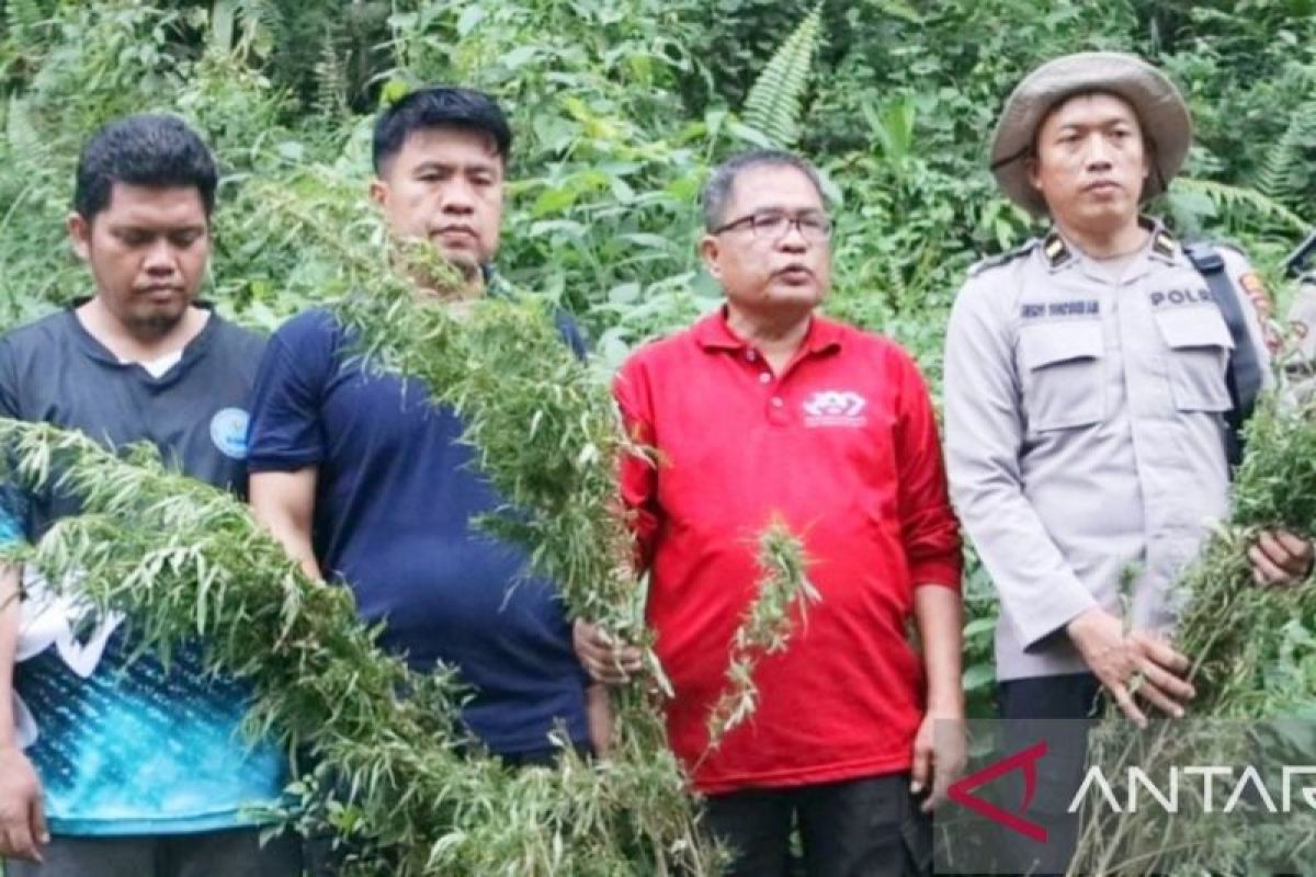 BNNK dan Polres temukan 1,5 hektare ladang ganja di Mandailing Natal