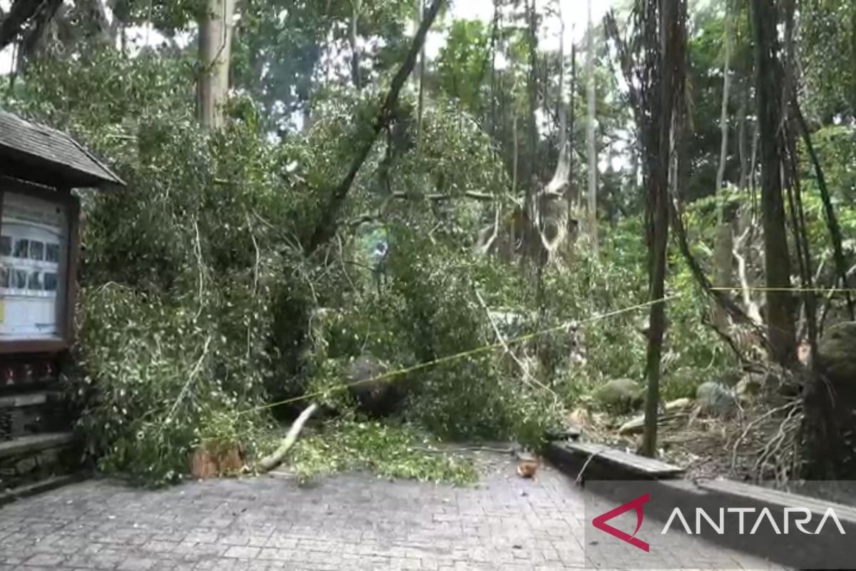 BPBD Bali catat 54 kasus pohon tumbang dalam sehari termasuk Monkey Forest