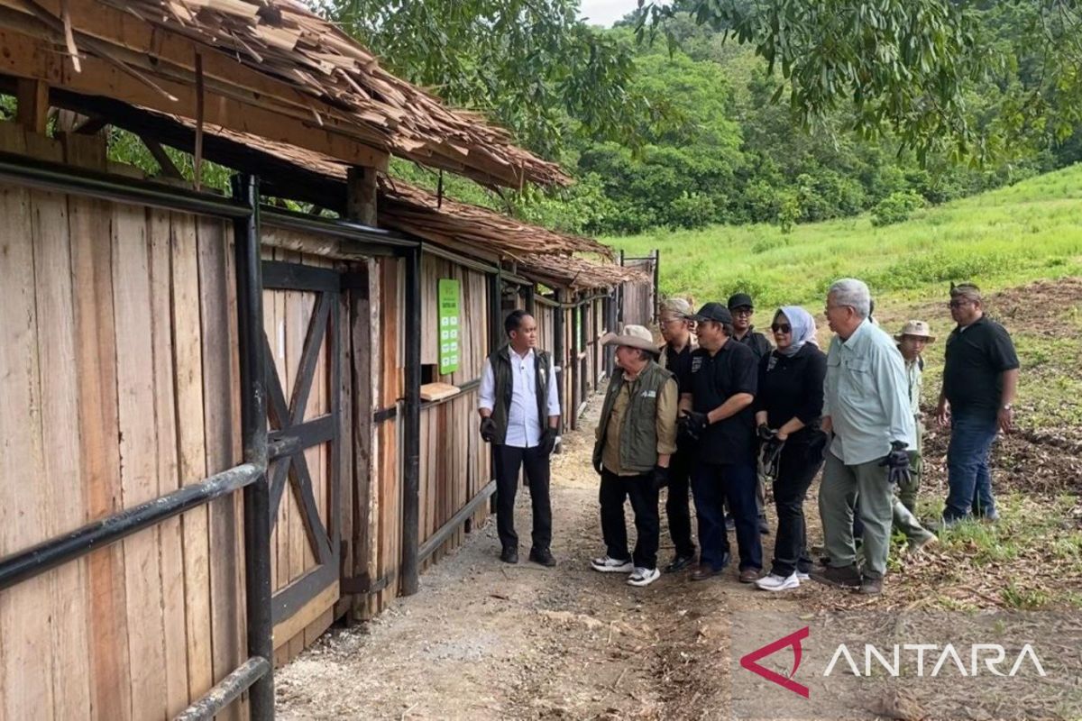 Menhut lepasliarkan banteng jawa kembalikan populasinya di Pangandaran