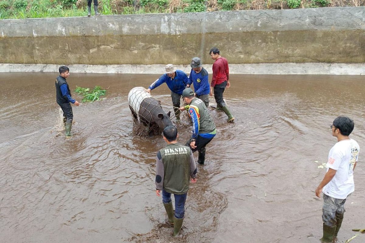 Tim BKSDA evakuasi seekor tapir dari kolam BBI Pasaman Barat