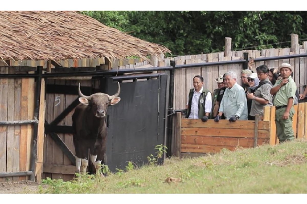 Taman Safari Indonesia-Kemenhut konservasi berkelanjutan banteng Jawa