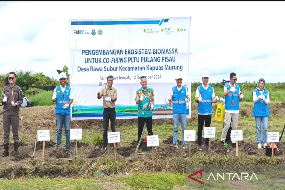 PLN tanam perdana ratusan ribu bibit tanaman gamal di Kapuas