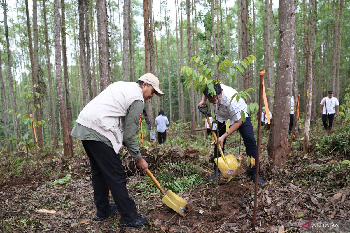 OIKN plants 600 tree seedlings in Nusantara tropical rainforest