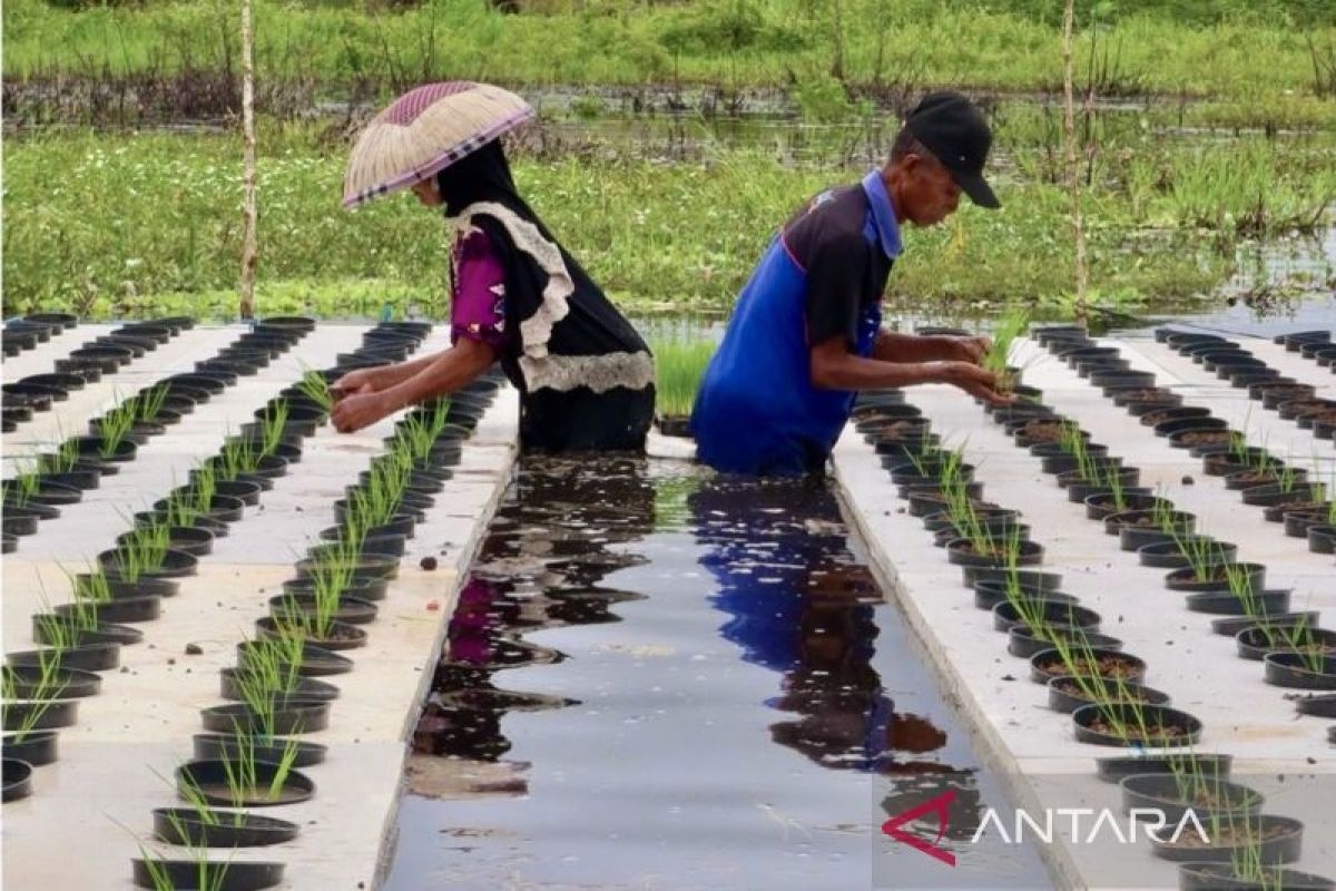 Pemkab HST targetkan 23.611 hektare program Cetak Sawah Kementan