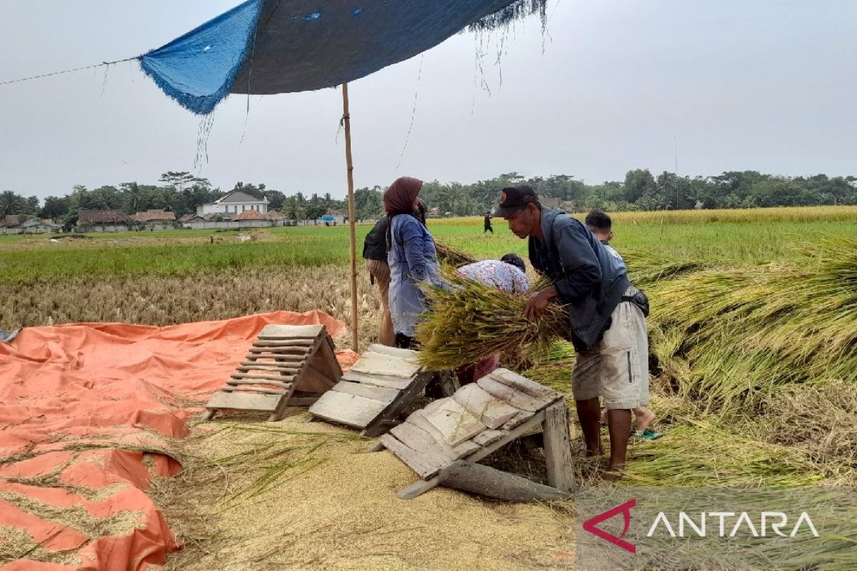 Distan sebut produksi beras di Banten meningkat