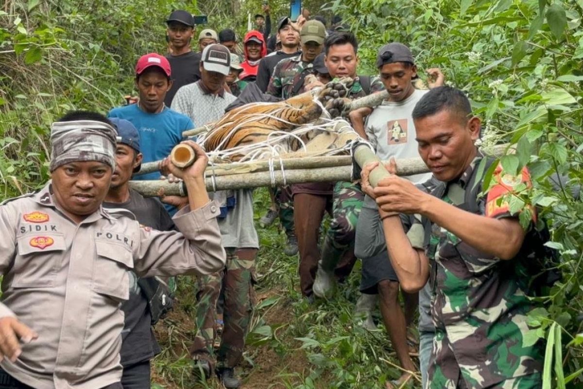 Petugas gabungan evakuasi harimau masuk perangkap di Lampung Barat