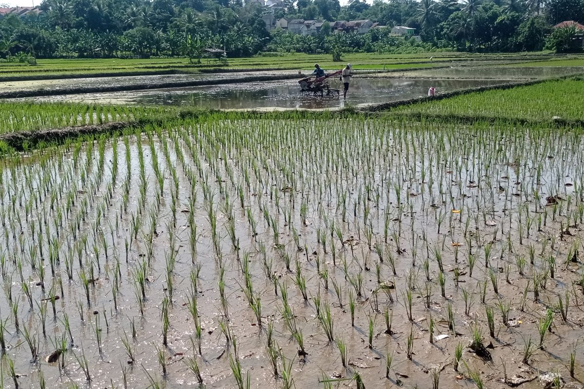 Distan Lebak targetkan angka tanam pada Desember seluas 16.000 ha