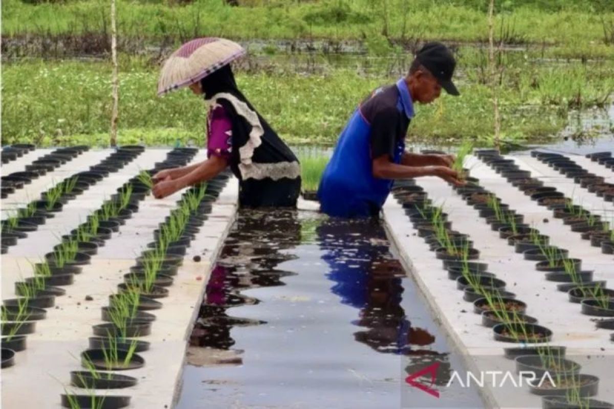 Kalsel kemarin dari kopi lokal hingga brigade pangan