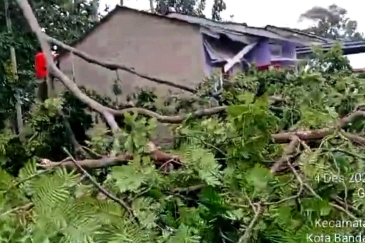 DLH Bandarlampung rapikan pohon di jalan untuk cegah kecelakaan