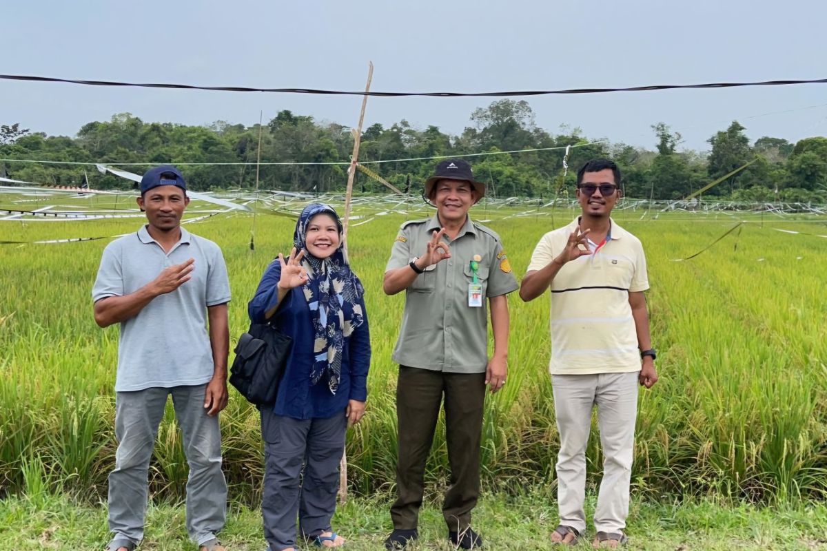 BSIP Kepri: Padi Kelompok Tani Poyotomo Makmur di Bintan siap di panen