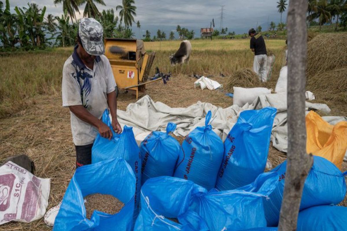 Padi masih menjadi komoditas andalan Sulawesi Tengah