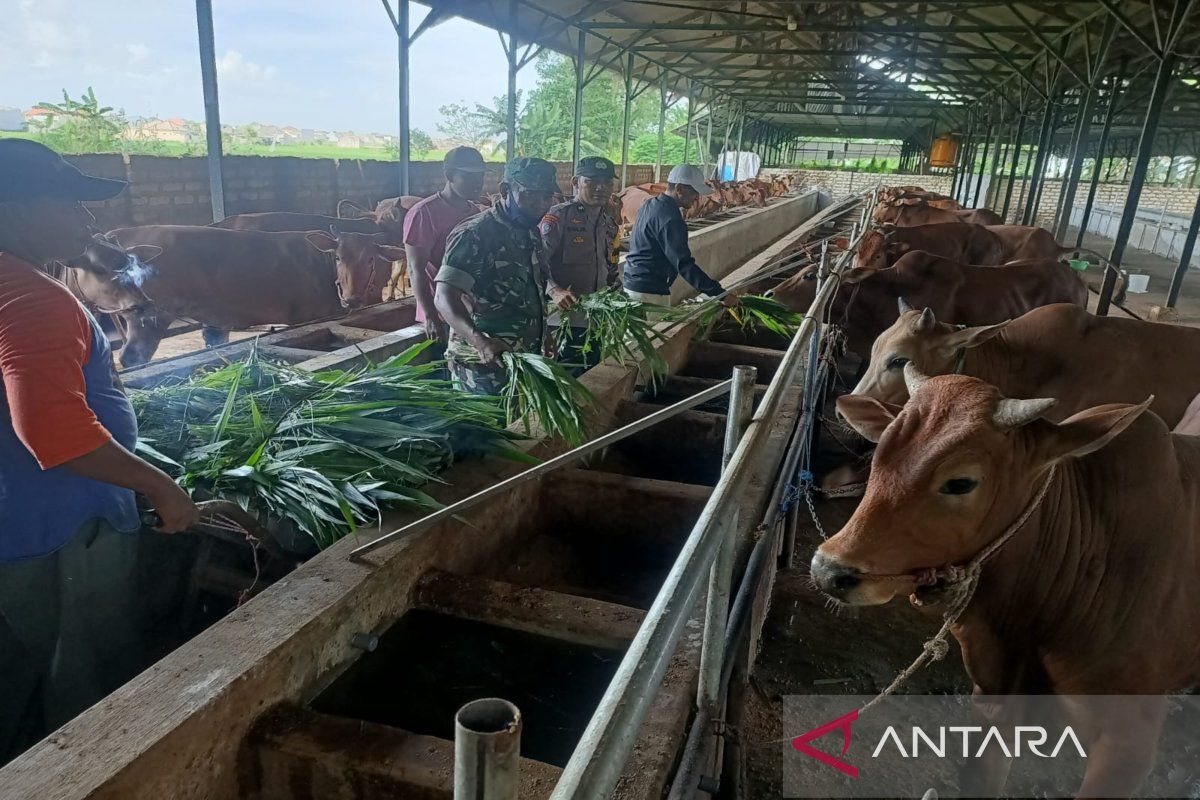 DKPP Sumenep sebut 17 ekor sapi terjangkit penyakit muluk kuku