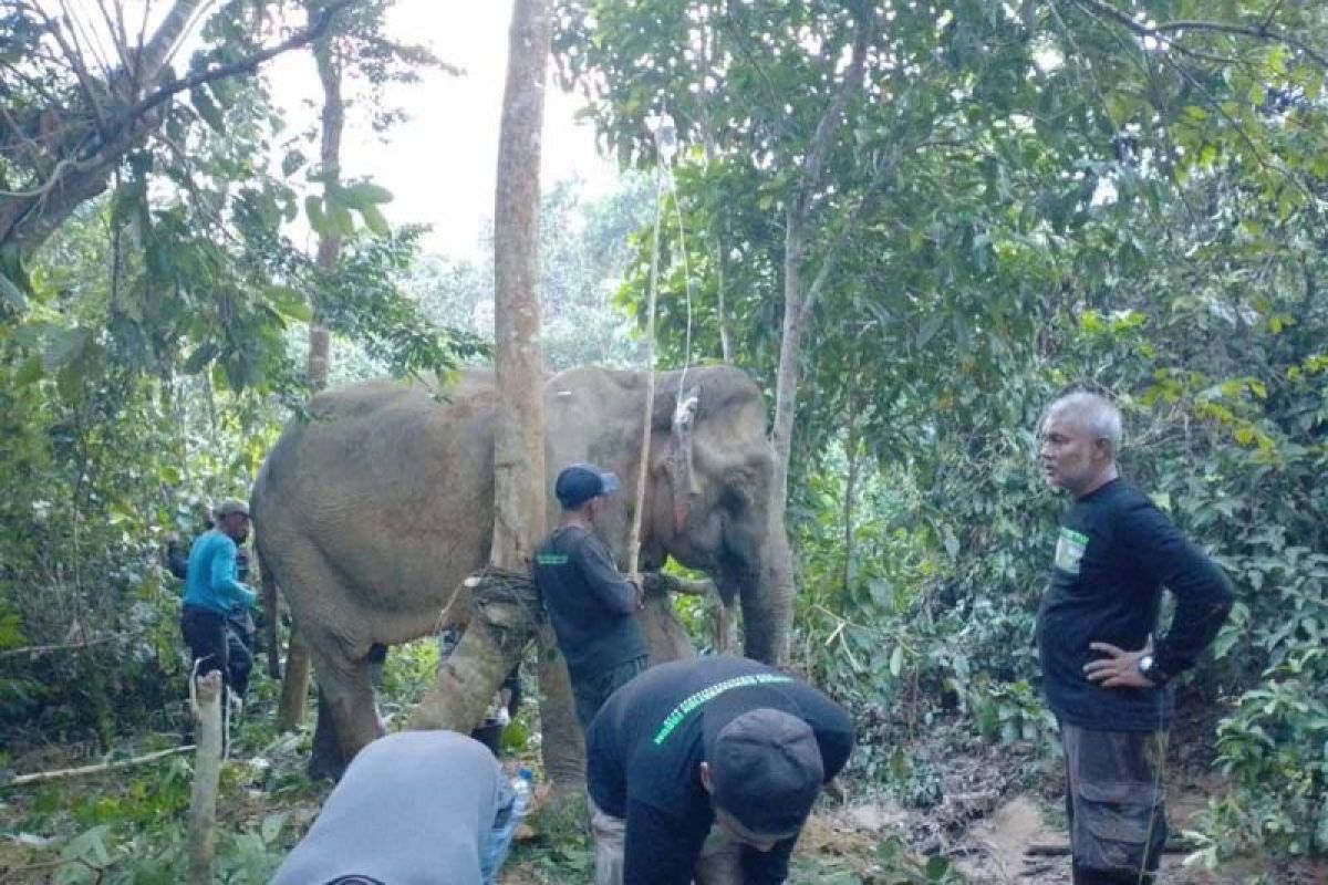 Gajah liar terluka masuk kebun warga di Bener Meriah, begini reaksi BKSDA Aceh