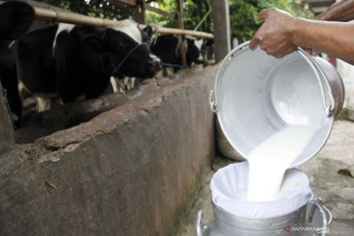 Konsumsi susu sapi mentah berpotensi tularkan virus influenza