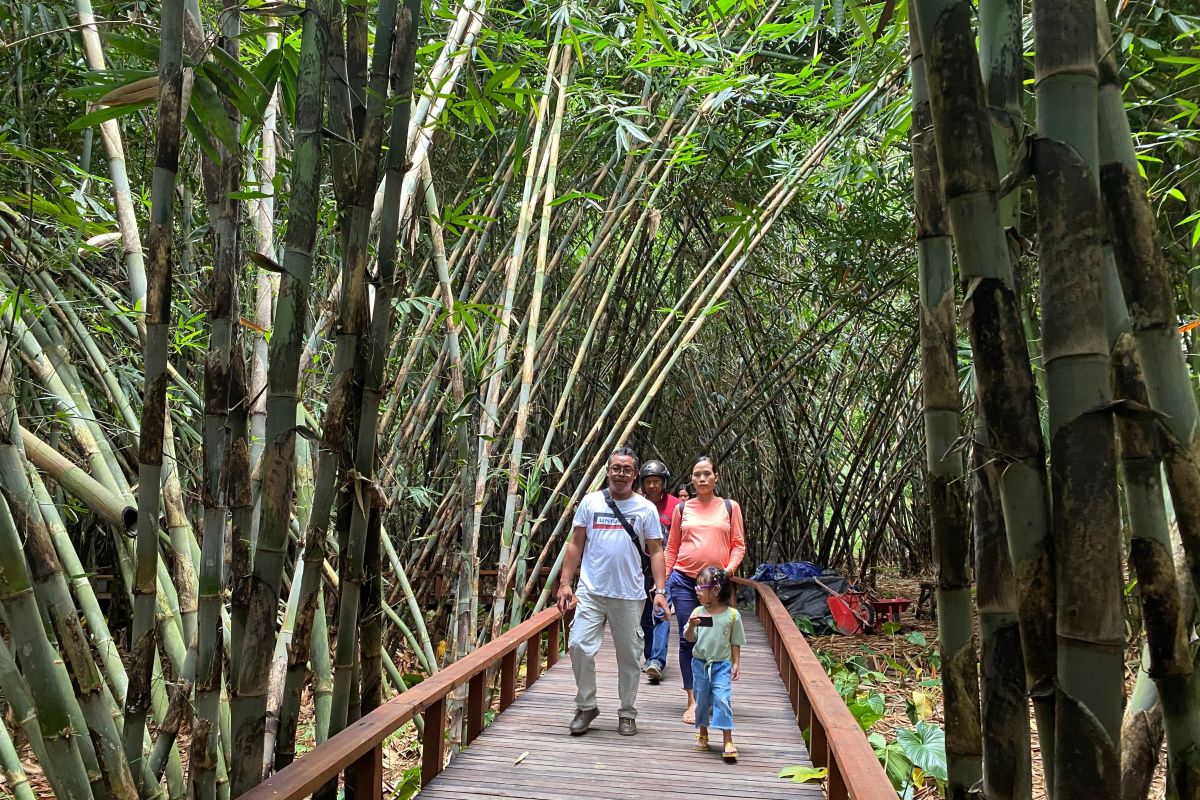 Bambu di hutan Arashimaya ditebang untuk cegah vandalisme lebih jauh