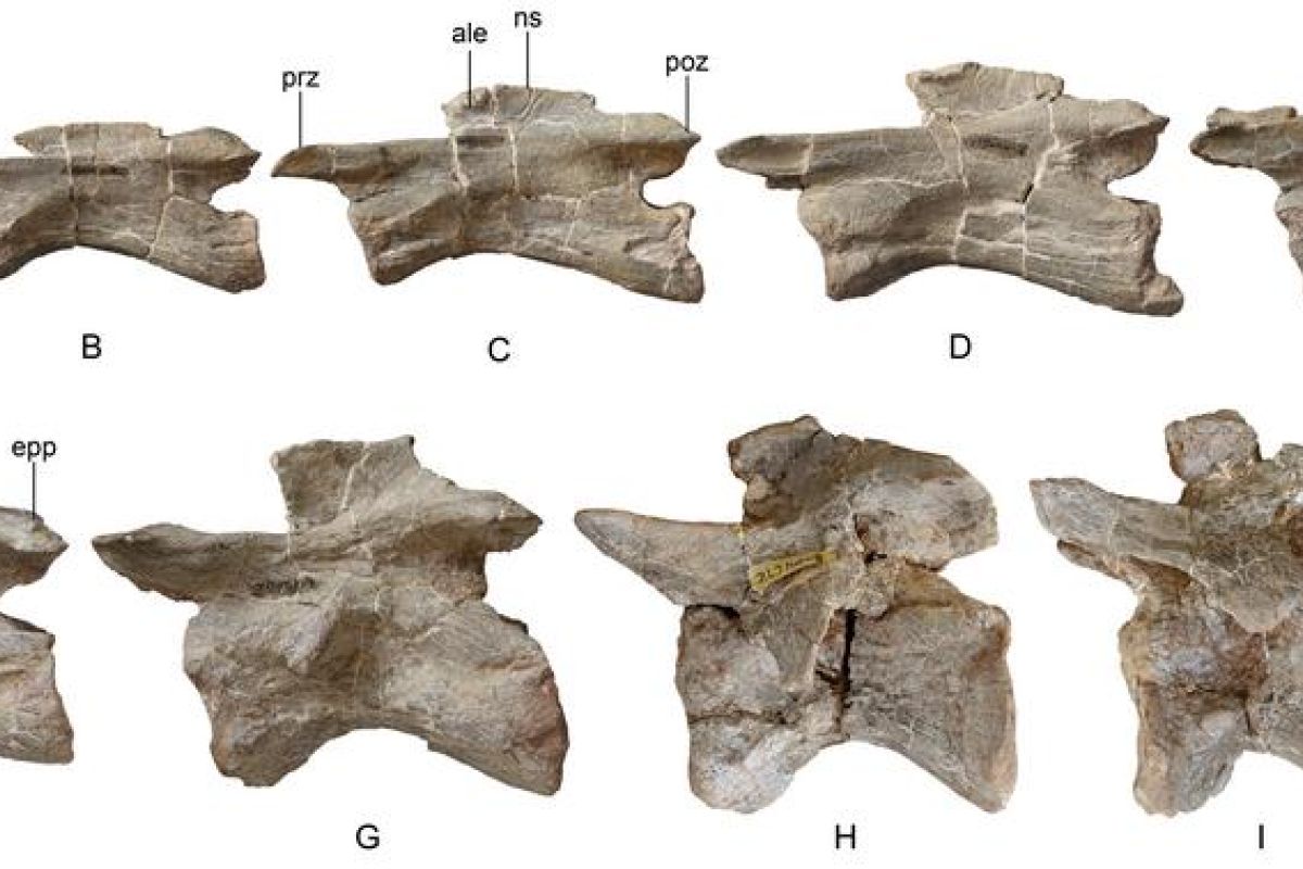 Genus baru dinosaurus Sauropodomorpha ditemukan di Yunnan China