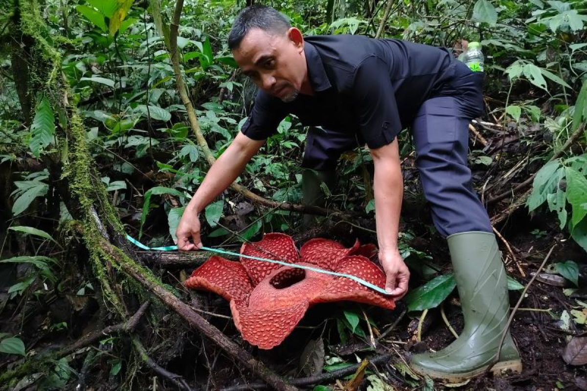 Rafflesia Tuan-Mudae mekar sempurna