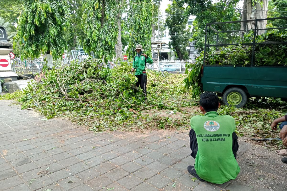 Puluhan pohon di Kota Mataram teridentifikasi rawan tumbang