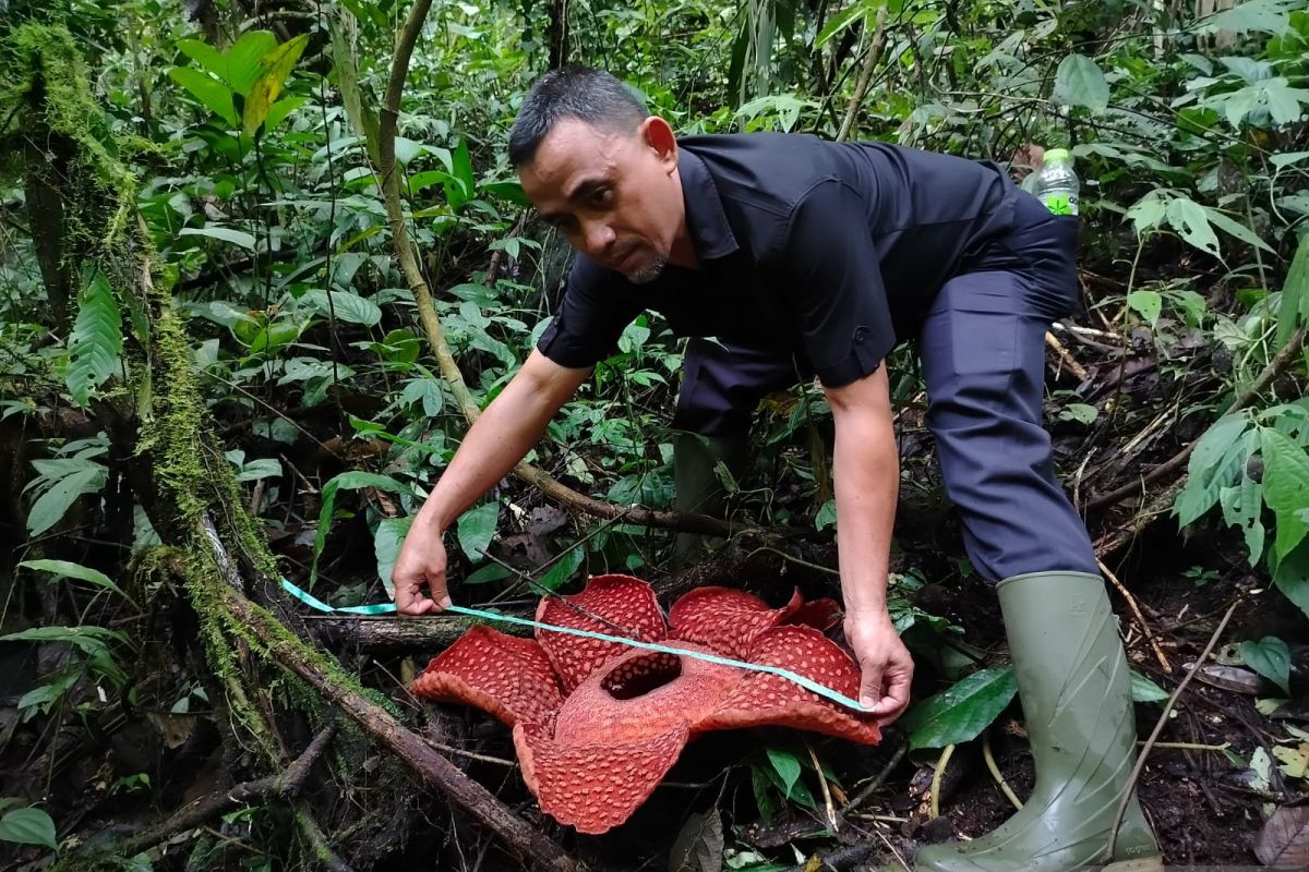 Jelang akhir tahun, Rafflesia Tuan-Mudae mekar sempurna di Agam (Video)