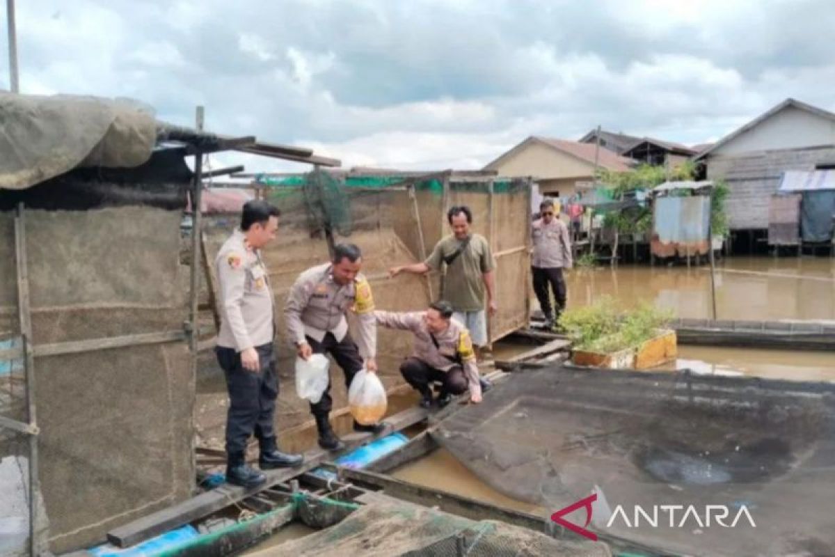 Dislutkan Kalsel investigasi kematian ikan bawal di Banjarmasin