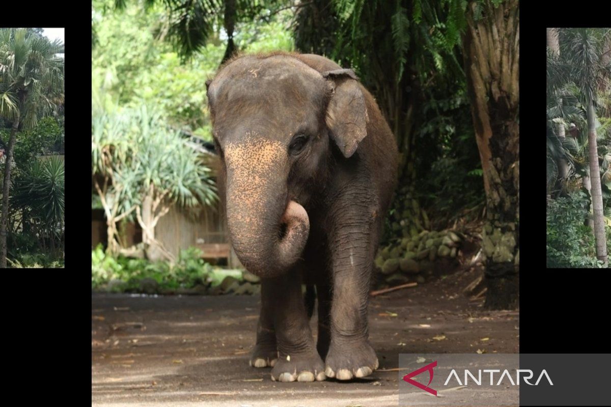 Bali Zoo kuburkan Molly gajah sumatera