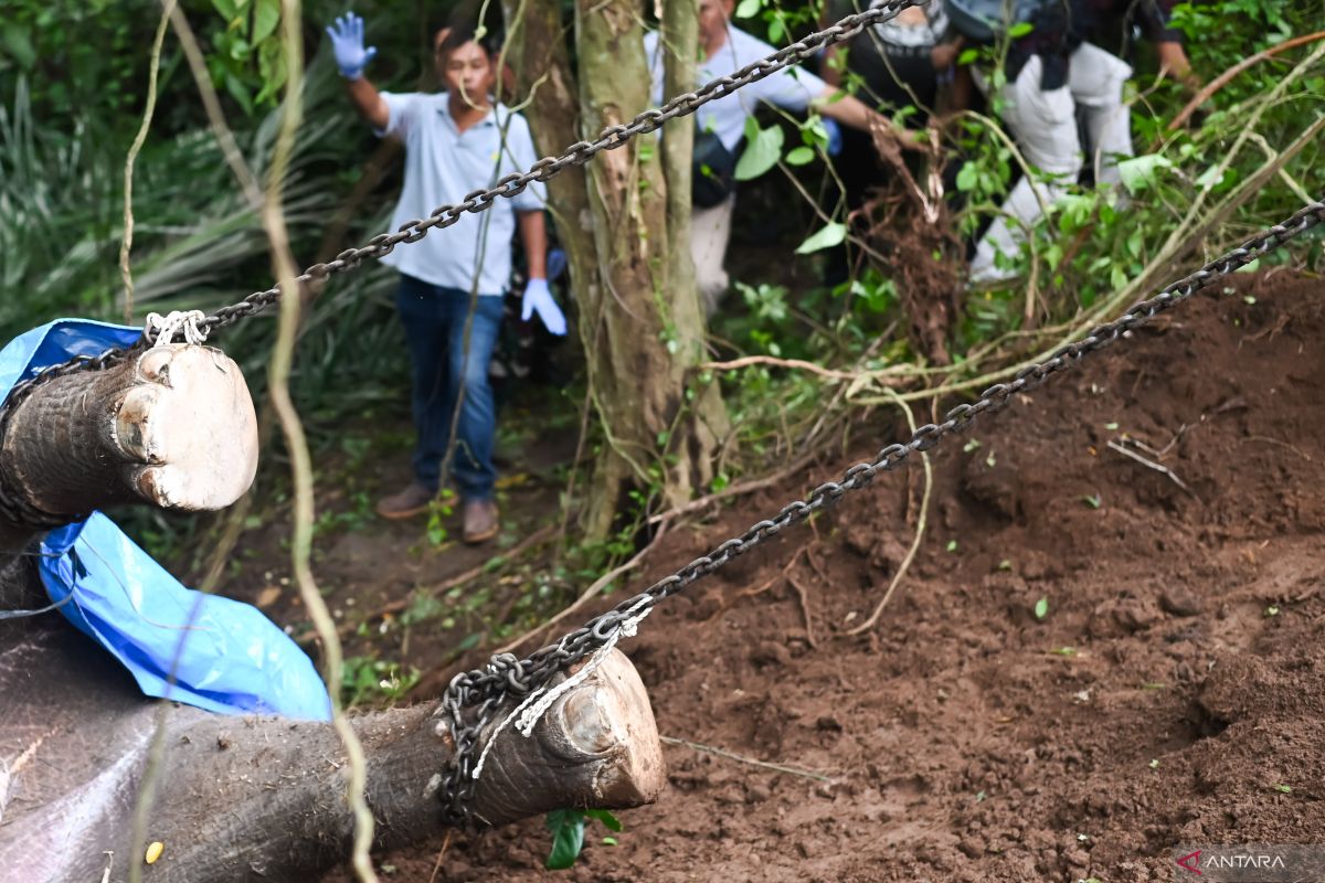 Evakuasi gajah mati terseret arus sungai di Gianyar