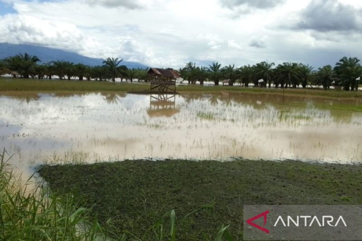 Belasan hektare sawah terendam saat banjir bandang menerjang Tapsel