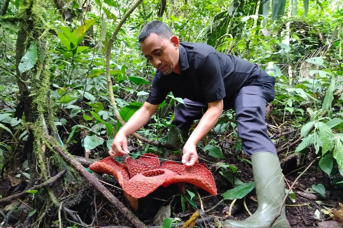 Lima rafflesia tuan-mudae mekar sempurna di Agam selama 2024