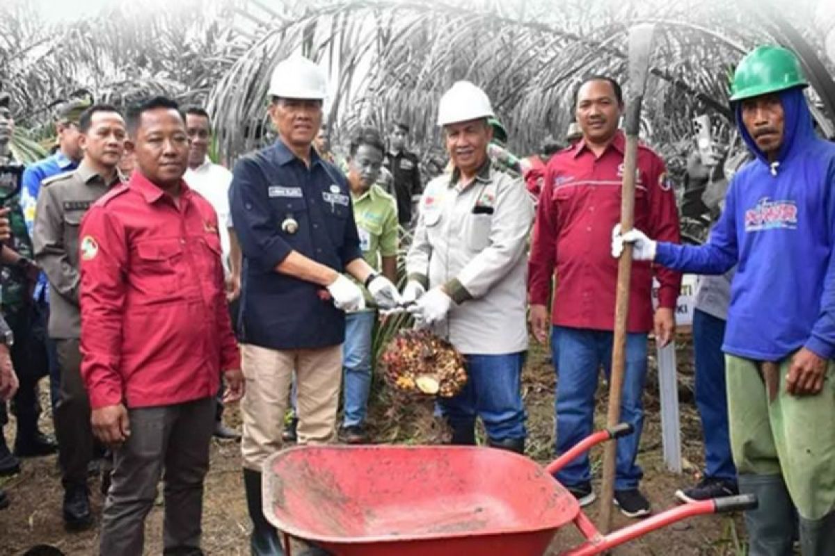 Petani OKI panen perdana sawit program PSR