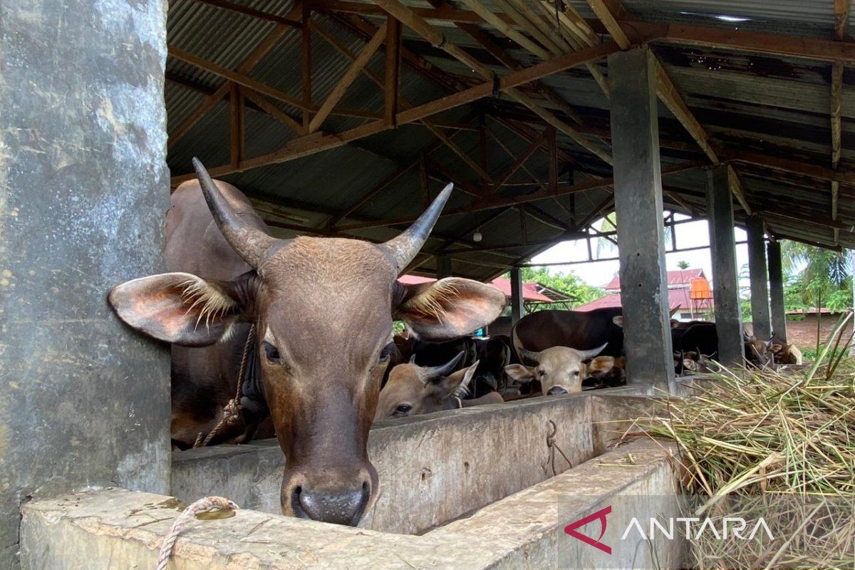 Pemprov Bengkulu siap suplai kebutuhan protein program makan gratis