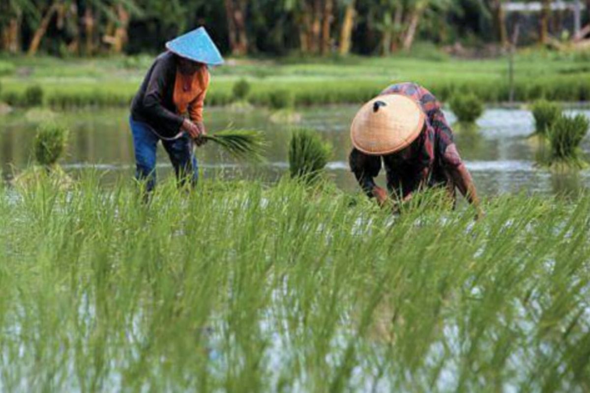 Kalsel optimalisasi 41.829 hektare lahan rawa