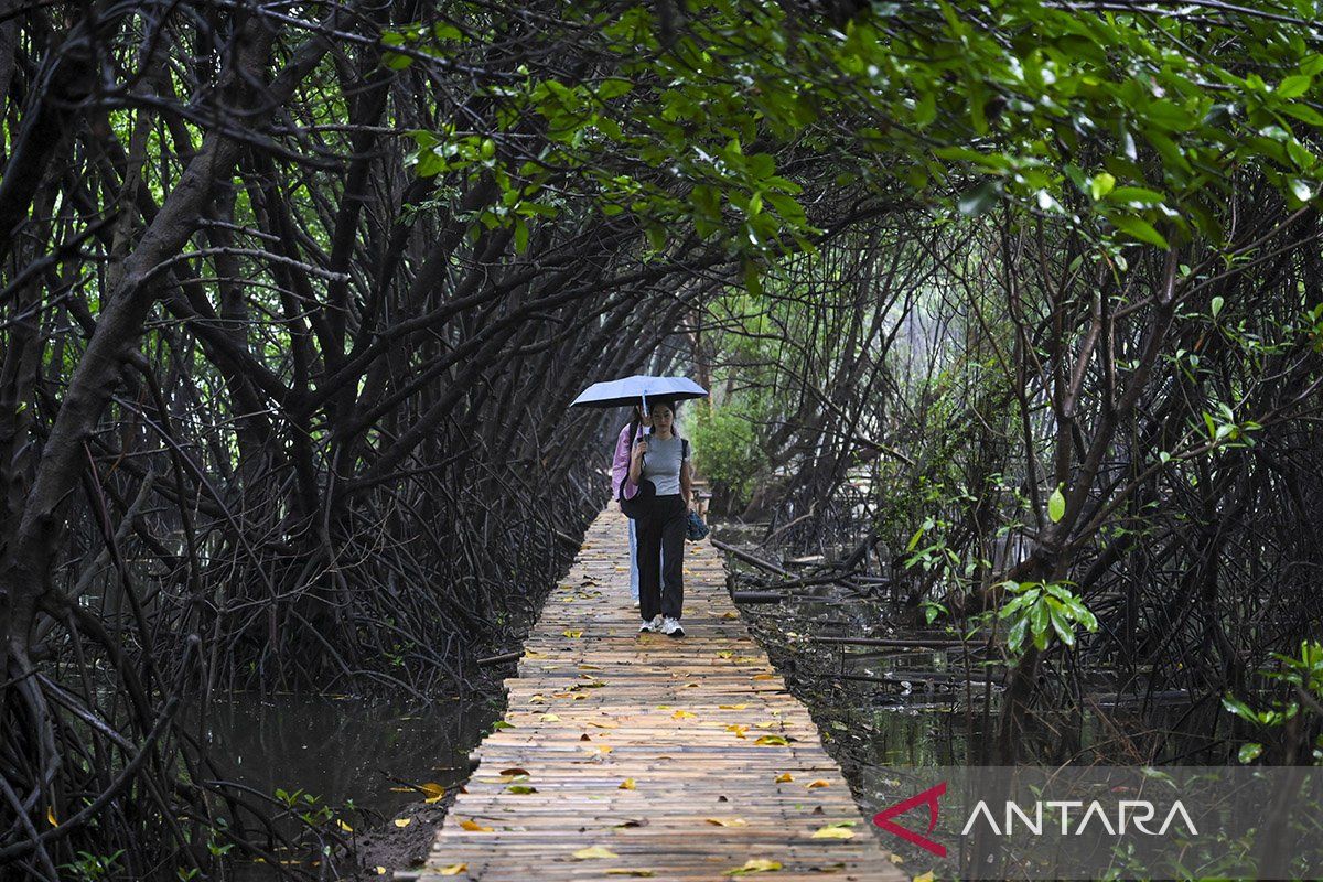 Bakal ada "Giant Mangrove Wall" untuk lindungi Jakarta