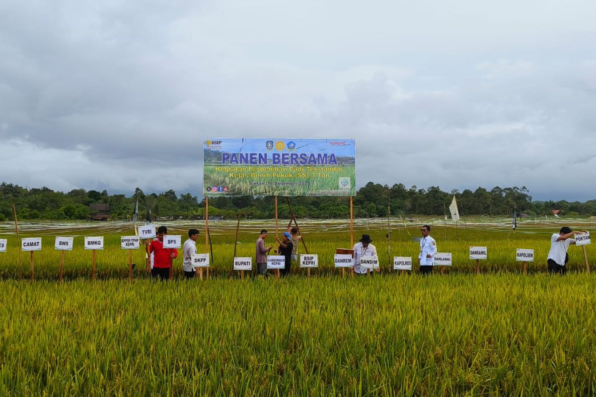 BSIP Kepri adakan panen bersama tiga ton benih padi terstandar di Bintan