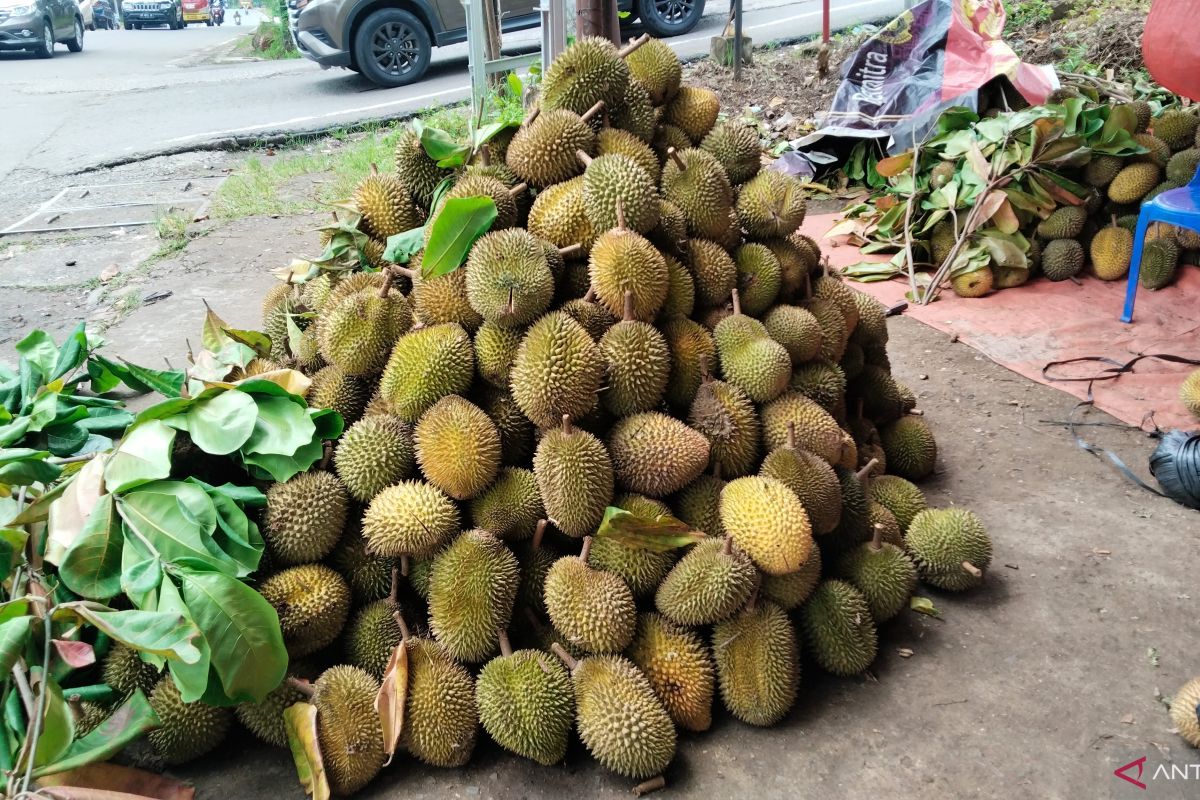 Musim durian, pedagang di Palembang tak asal buka lapak