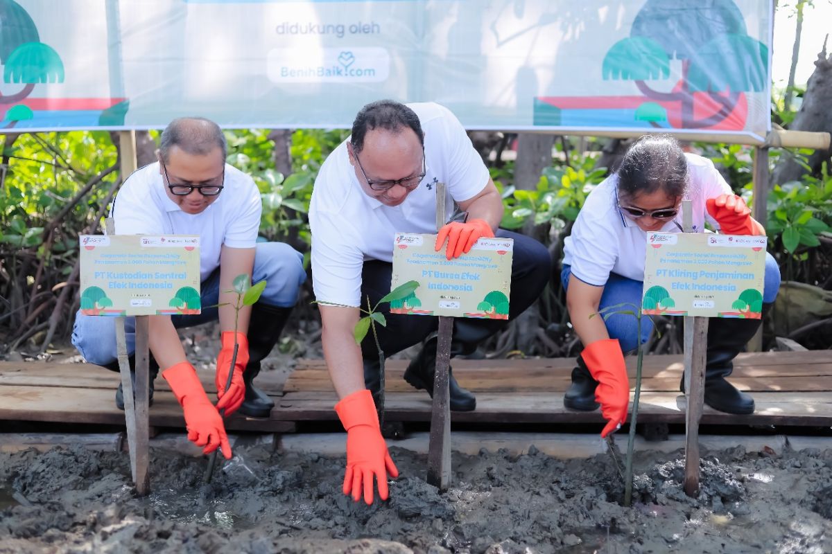 SRO di bursa saham tanam mangrove ikut kurangi dampak perubahan iklim