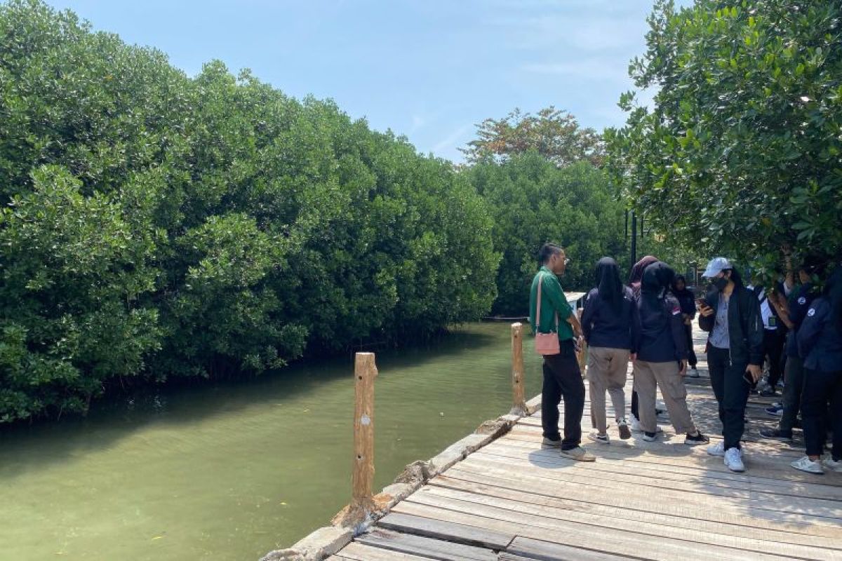 Menjaga si perisai hijau untuk meredam ancaman terjangan tsunami