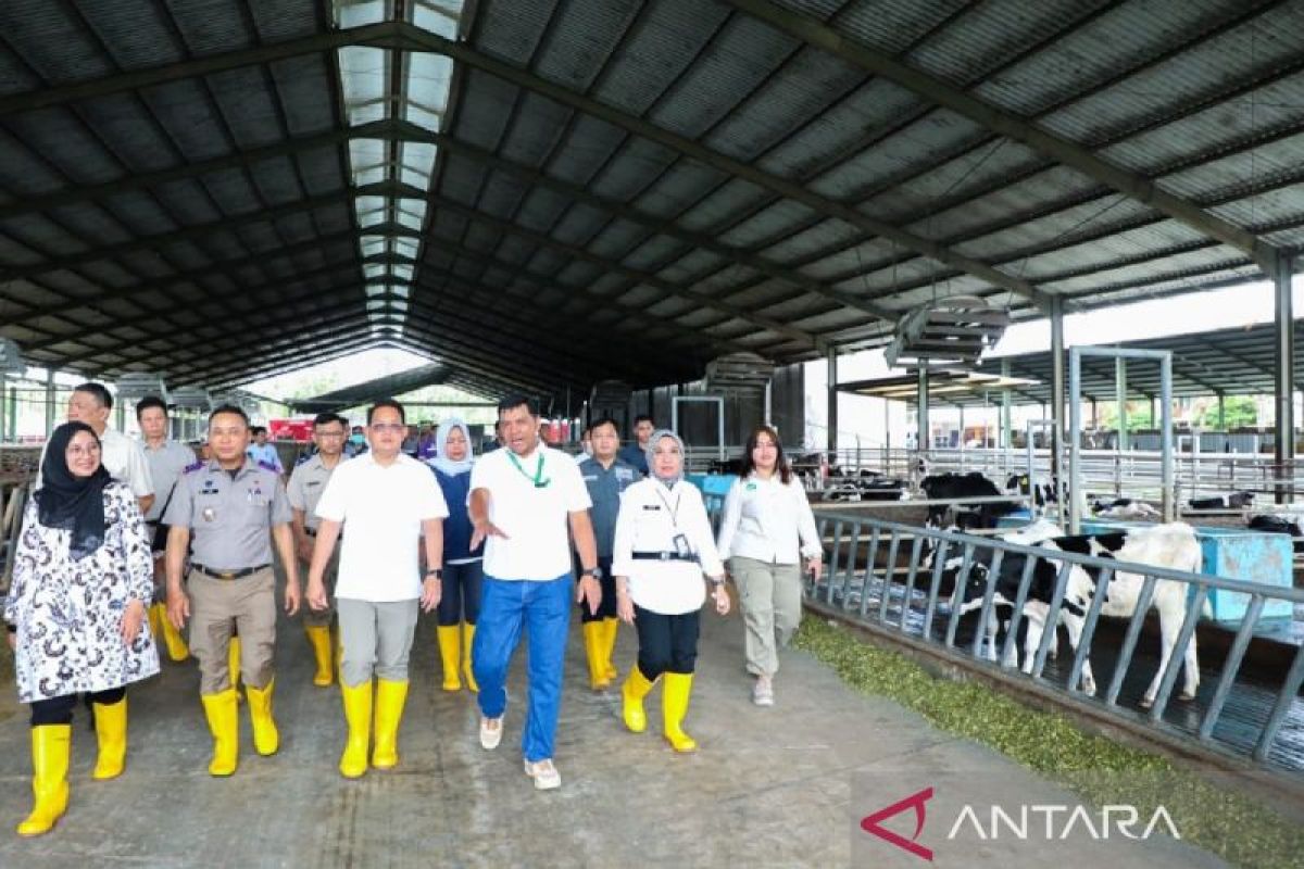 Dukung produksi lokal, Pj Gubernur Jatim tinjau peternakan sapi perah di Banyuwangi