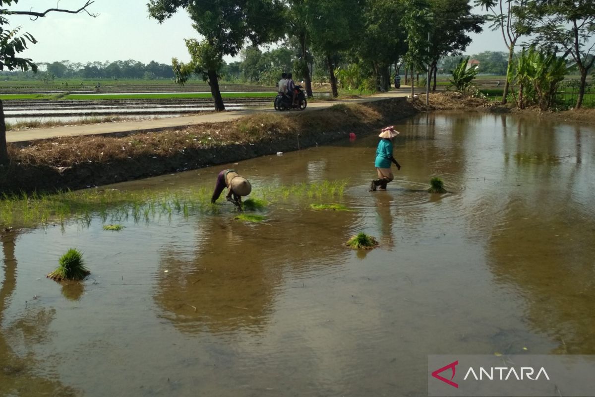 Pemerintah subsidi premi asuransi 1.000 hektare sawah di Kudus