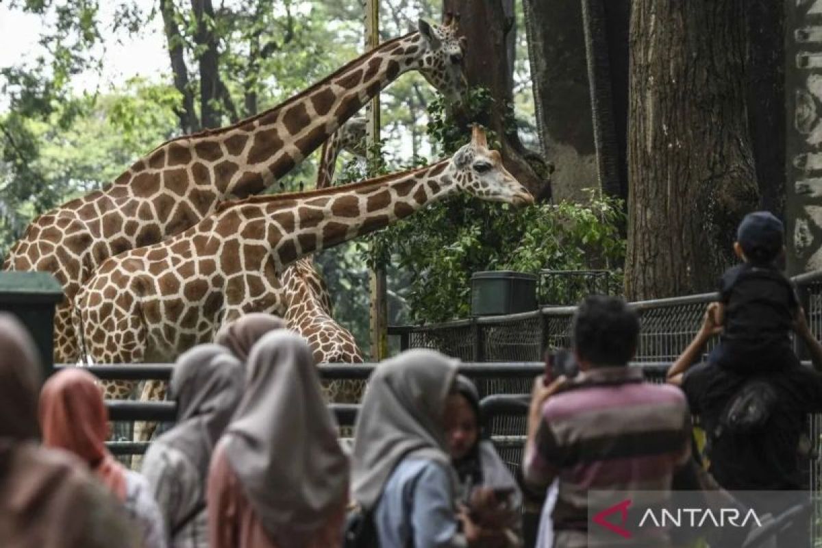 Penjaga satwa di TM Ragunan beri edukasi pengunjung untuk sambut Nataru