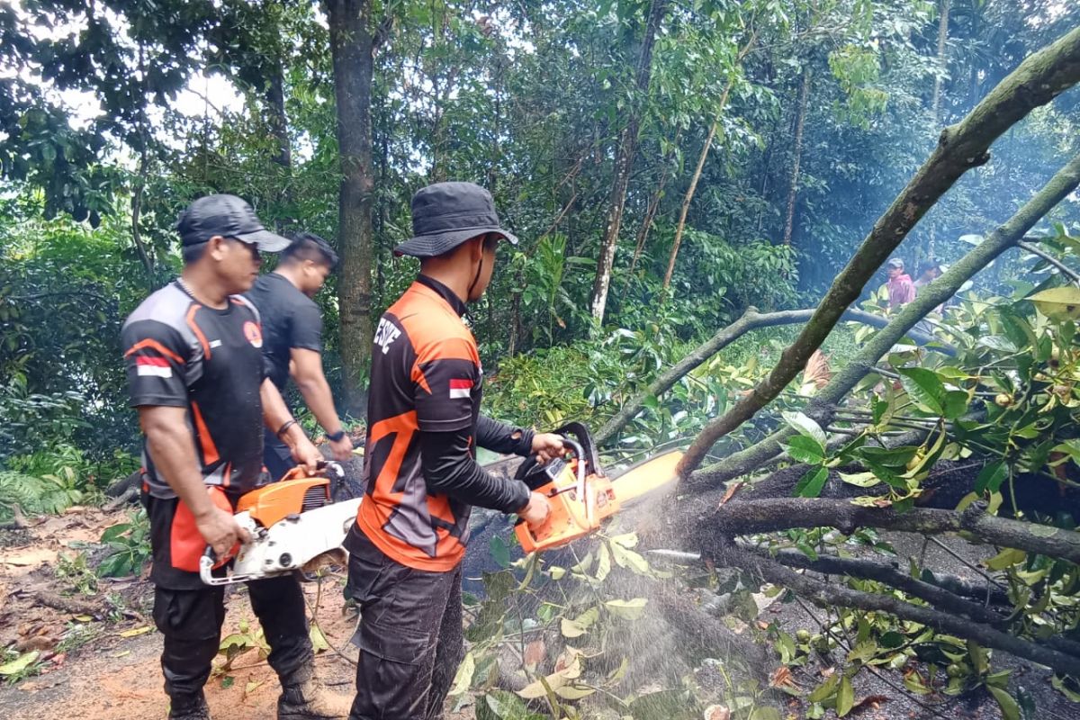 Pohon tumbang landa Padang Pariaman akibat cuaca ekstrem