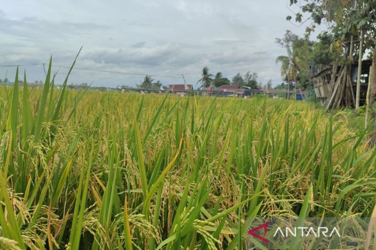 Pemkot Bengkulu maksimalkan petani milenial dukung swasembada pangan