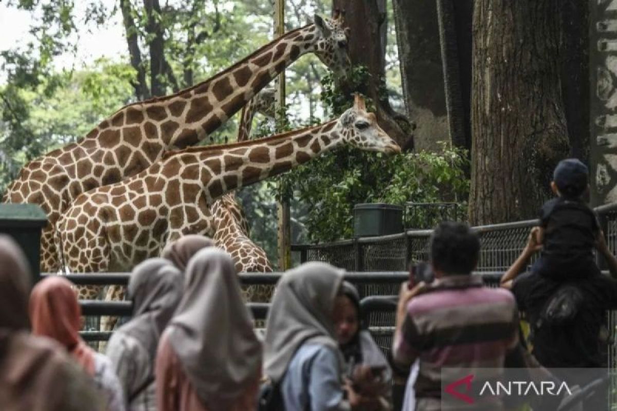 Penjaga satwa di Ragunan Jakarta beri edukasi pengunjung untuk sambut Nataru