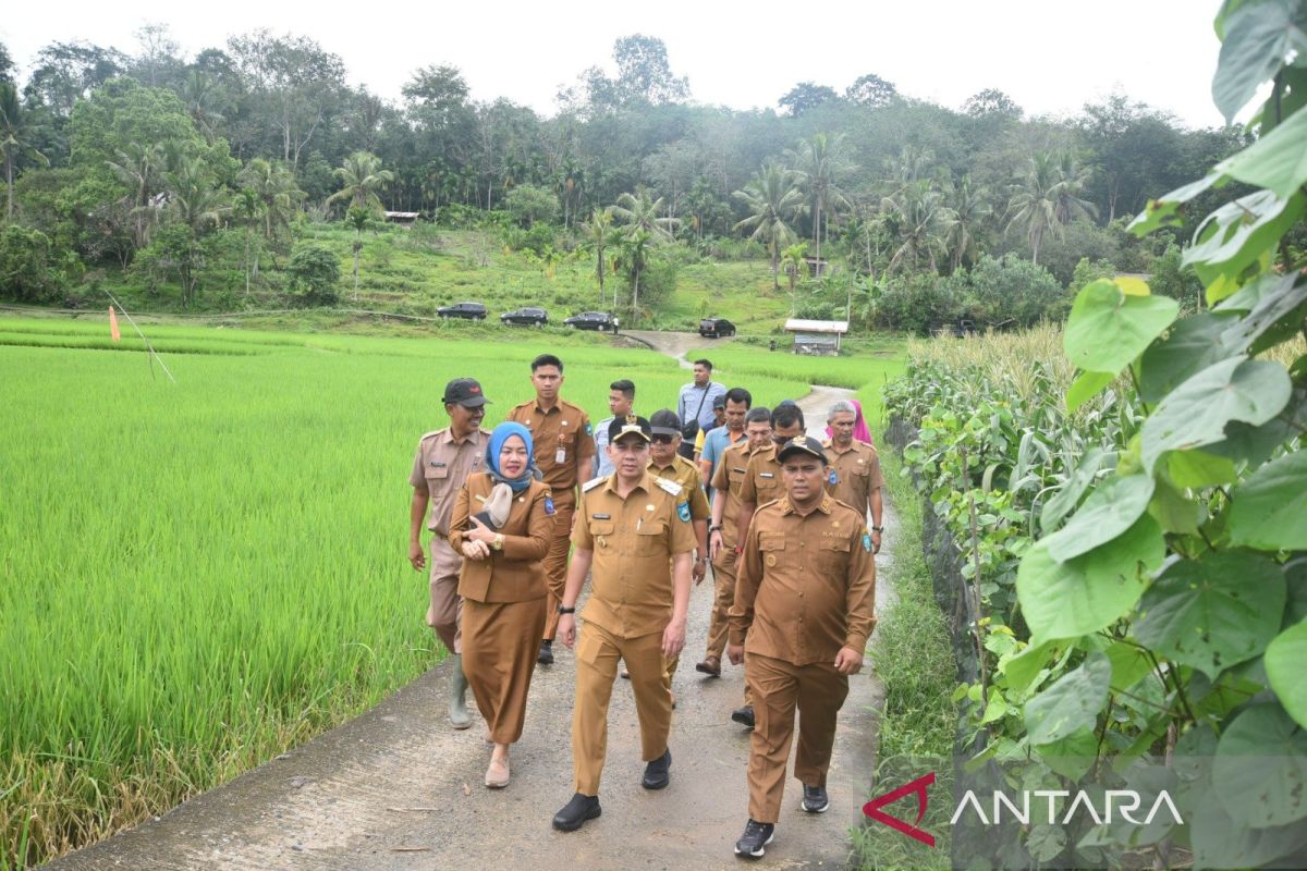 Sawahlunto berhasil surplus beras sampai lima ribu ton