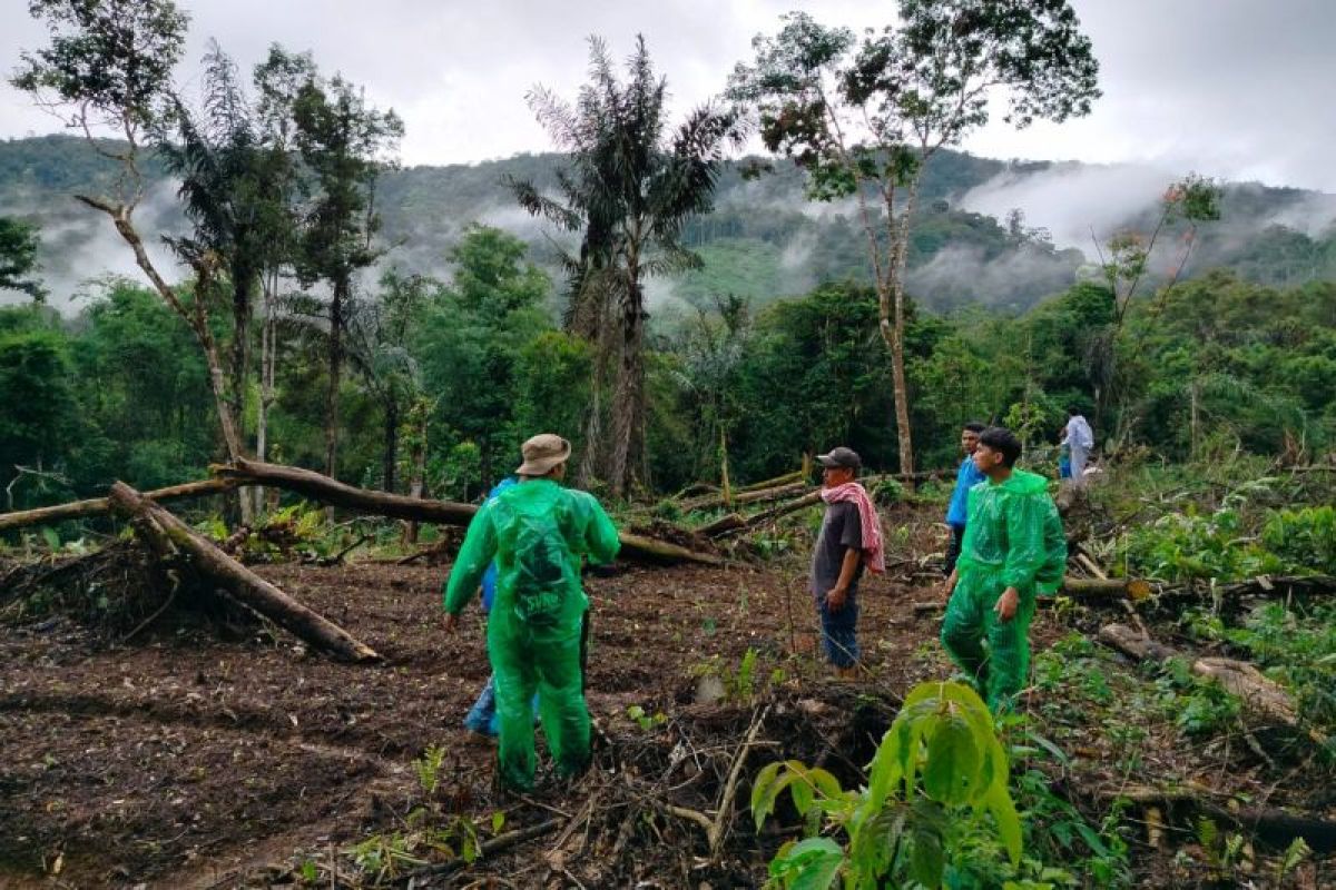 Harimau sumatera muncul kebun warga dengan perilaku unik