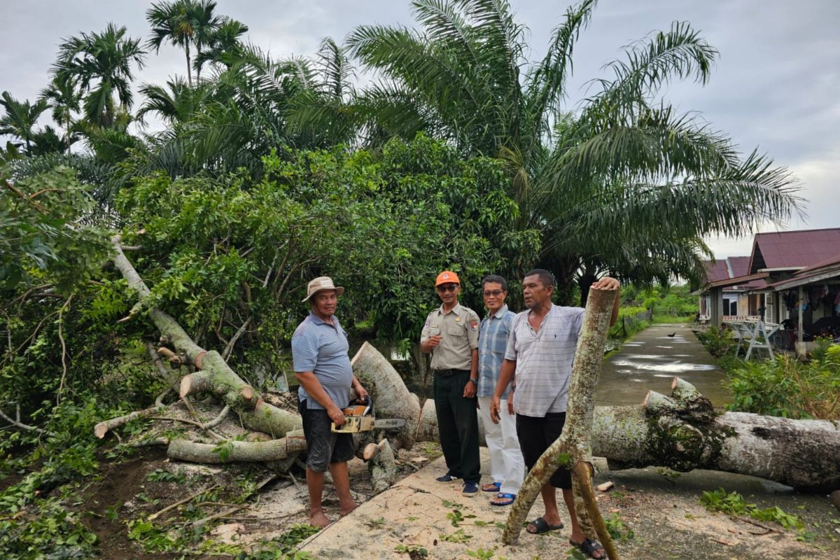 BPBD Mukomuko evakuasi pohon tumbang akibat angin kencang