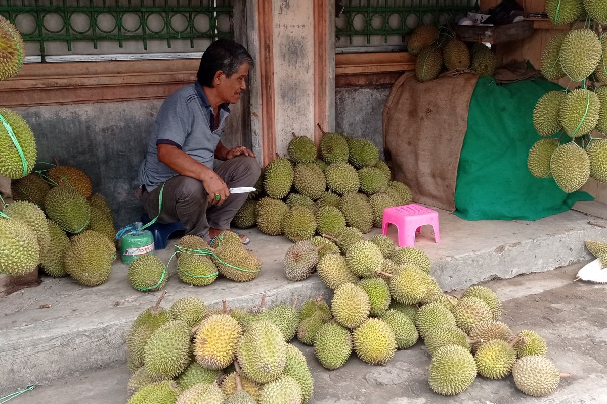 Lagi panen durian Badui, yuk ke Rangkasbitung