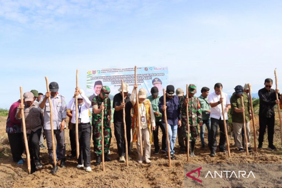 Kalsel canangkan pola tanam tumpang sari padi Gogo di lahan sawit