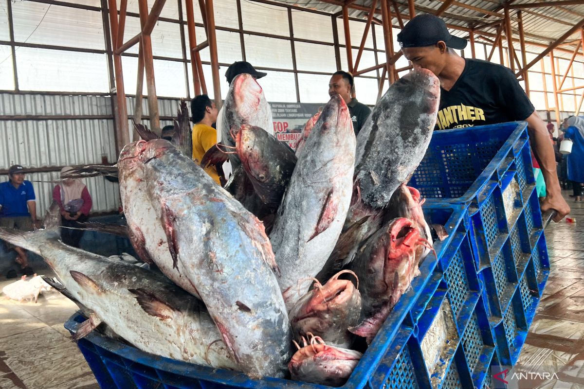 KKP jamin ketersediaan dan mutu ikan bagi masyarakat  untuk Nataru