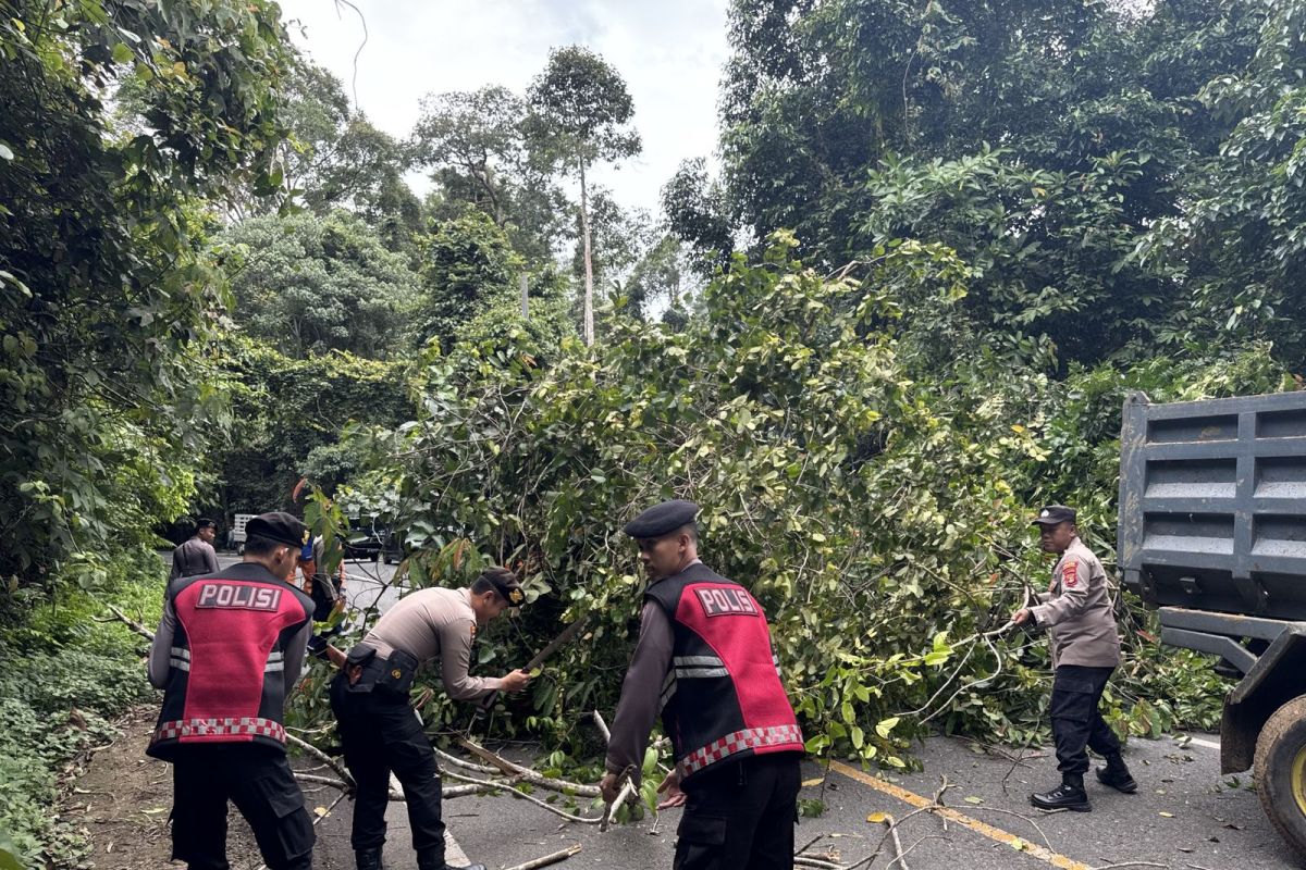 Polisi evakuasi pohon tumbang tutupi jalan di Pesisir Barat